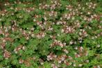 Geranium ‘Spessart’ 0474 71 22 47 heel sterke bodembedekker, Tuin en Terras, Planten | Tuinplanten, Ophalen