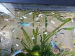 Kleine guppy's / jonge guppen / guppie jongen, Zoetwatervis, Vis