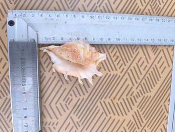 Decoratie Schelp, Ophalen