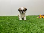 Nestje Shih Tzu pups, Dieren en Toebehoren, België, Overige rassen, CDV (hondenziekte), 8 tot 15 weken