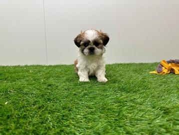 Portée de chiots Shih Tzu, Autres races, Plusieurs, Parvovirose, Belgique