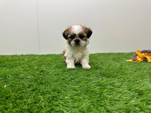 Nestje Shih Tzu pups, Dieren en Toebehoren, Honden | Chihuahua's en Gezelschapshonden, Meerdere dieren, Overige rassen, Fokker | Professioneel