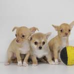 Chihuahua - Belgische pup te koop, Dieren en Toebehoren, België, Handelaar, CDV (hondenziekte), 8 tot 15 weken