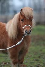 Prachtige mini ruin met  stamboekpapier, Hongre, Non dressé, 3 à 6 ans