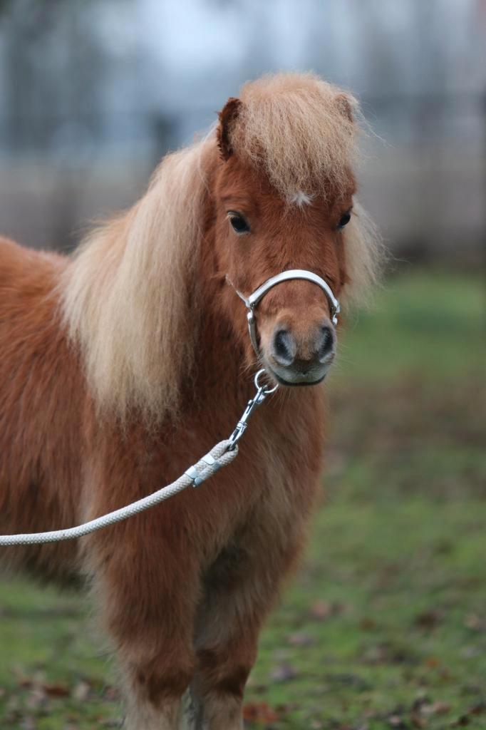 Prachtige mini ruin met  stamboekpapier, Animaux & Accessoires, Poneys, Hongre, Non dressé, 3 à 6 ans