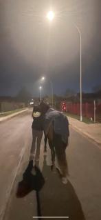 Paard te koop, Animaux & Accessoires, Chevaux, Débourré, Vermifugé, Moins de 160 cm, Cheval de récréation