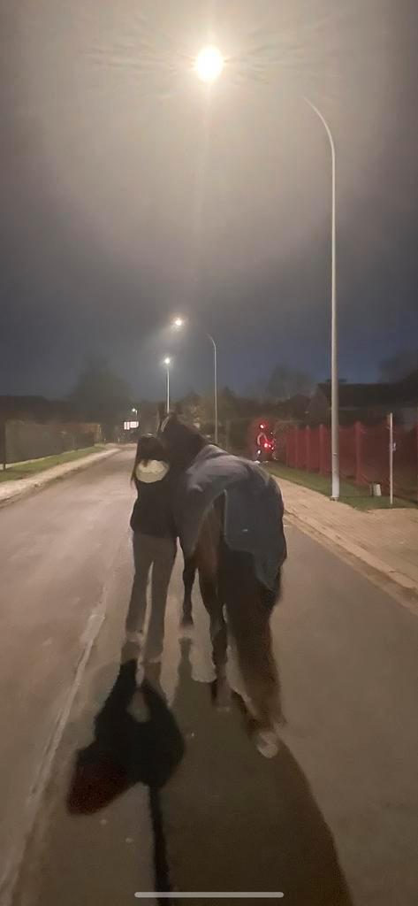 Paard te koop, Dieren en Toebehoren, Paarden, Merrie, Zadelmak, Minder dan 160 cm, 3 tot 6 jaar, Recreatiepaard, Ontwormd