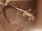 3 Gecko à crête, 0 tot 2 jaar, Hagedis