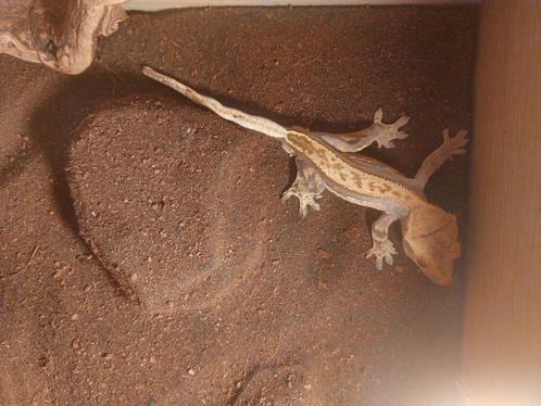 3 Gecko à crête, Dieren en Toebehoren, Reptielen en Amfibieën, Hagedis, 0 tot 2 jaar