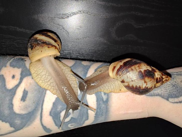 Reuze slakken, Dieren en Toebehoren, Insecten en Spinnen, Overige soorten