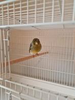 Gloster man 2024, Mâle, Canari de couleur