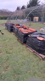 Pottelberg en sterreberg pannen, Doe-het-zelf en Bouw, Dakpannen en Dakbedekking, Ophalen