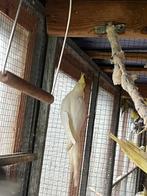 Gele valparkiet van 2025, Dieren en Toebehoren