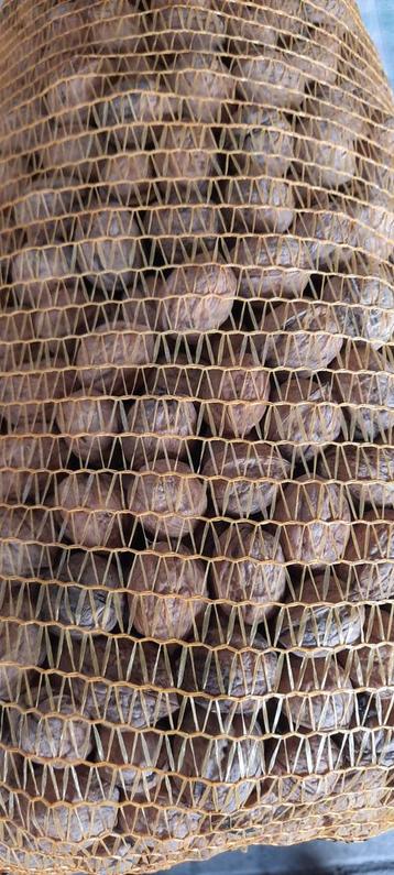 Walnoten, okkernoten beschikbaar voor biedingen