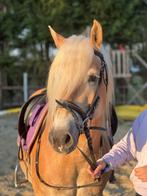 Allround Haflinger merrie 2017, Dieren en Toebehoren, Merrie, Minder dan 160 cm