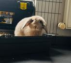 2 mimilop konijnen zeer leuke kleur, Dieren en Toebehoren, Konijnen, Mannelijk, Dwerg, Hangoor, 0 tot 2 jaar