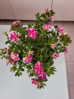 Calibrachoa, Ophalen