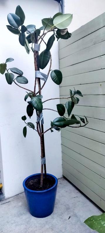 Très grande plante caoutchouc, Enlèvement