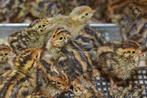 laatste 120 kuikens japanse kwartel uitkomst 23 juni vanaf 1, Dieren en Toebehoren, Geslacht onbekend, Overige soorten