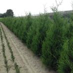 Groenblijvende hagen en coniferen en kerstbomen, Ophalen, In pot, 100 tot 250 cm
