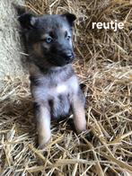 Prachtige Shepsky puppy’s, Dieren en Toebehoren, Honden | Niet-rashonden, België, CDV (hondenziekte), 8 tot 15 weken, Groot