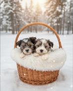 Biewer Yorkshire terrier pup, Dieren en Toebehoren, Honden | Jack Russells en Terriërs, 15 weken tot 1 jaar, Overige rassen, Buitenland