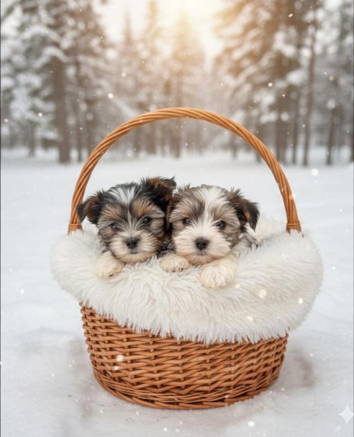 Biewer Yorkshire terrier pup, Dieren en Toebehoren, Honden | Jack Russells en Terriërs, Teef, Overige rassen, Fokker | Professioneel