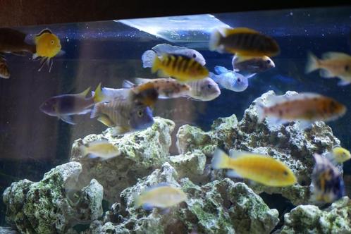 Cichlidenvis uit Malawi, Dieren en Toebehoren, Vissen | Aquariumvissen, Zoetwatervis, Vis