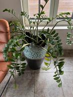 Artistieke bloempot, Ophalen, Vetplant