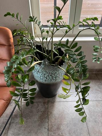 Artistieke bloempot beschikbaar voor biedingen