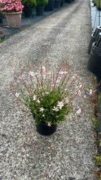 Gaura, Ophalen