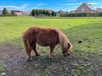 Minipaard, Dieren en Toebehoren, Pony's, Onbeleerd, Hengst, Gechipt, 0 tot 2 jaar