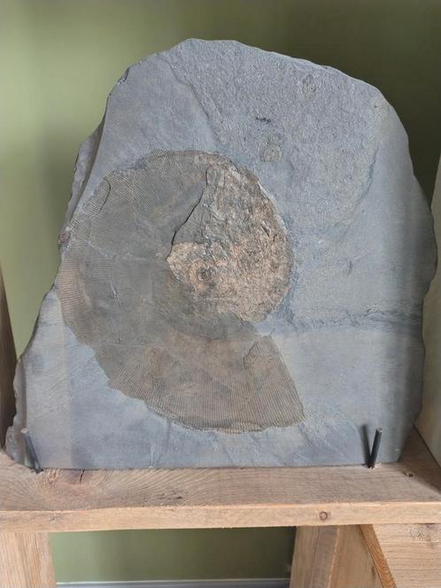Enorme ammoniet uit Holzmaden (46x42cm), Verzamelen, Mineralen en Fossielen, Ophalen