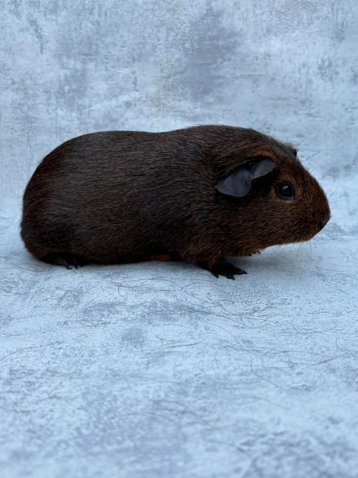 Cavia vrouwtje goudagouti, Dieren en Toebehoren, Knaagdieren, Vrouwelijk, Cavia, Juli