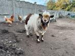 Dwerggeit - bok, Dieren en Toebehoren, Schapen, Geiten en Varkens, Mannelijk, Geit, 3 tot 5 jaar