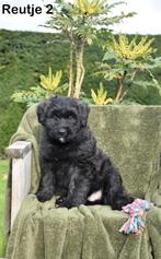 Prachtige Bouvier pup, Dieren en Toebehoren, Honden | Herdershonden en Veedrijvers, Bouvier, België, CDV (hondenziekte), 8 tot 15 weken