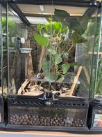 Exo terra 30x30x45cm ingericht, Ophalen, Gebruikt