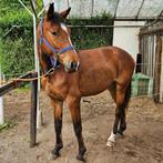 paard te koop, Merrie, Gechipt, 3 tot 6 jaar