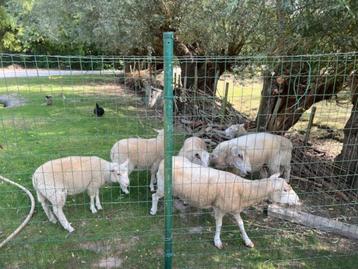 4 lammeren en ooi te koop, Plusieurs animaux, Mouton, 0 à 2 ans