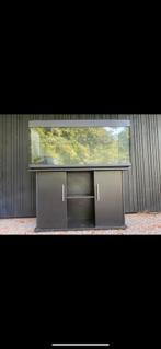 Aquarium, Dieren en Toebehoren, Vissen | Aquariumvissen