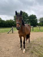 2 jarige merrie, Dieren en Toebehoren, Paarden, Merrie