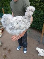 Zijdehoen hennetje, Dieren en Toebehoren, Pluimvee, Vrouwelijk, Kip