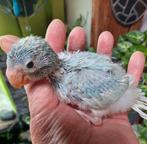 Male kakariki EAM, Mâle