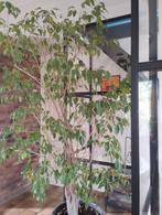 Superbe ficus 2, 20m avec pot, Maison & Meubles, Ficus, Enlèvement