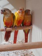 Pyrrhura jongen lutino en pine.apple split lutino, Dieren en Toebehoren, Geringd