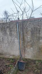 Kriekenboom, Ophalen