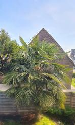 Palmboom 5 meter hoog, Tuin en Terras, Planten | Bomen, Ophalen of Verzenden