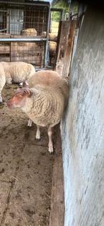 Ooi, Dieren en Toebehoren, Vrouwelijk, Schaap, 0 tot 2 jaar