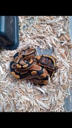 Animaux SOS, December, Geslacht onbekend