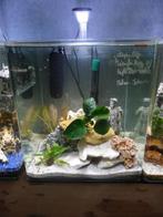 Aquarium 60 litres cubique complet, Zo goed als nieuw, Ophalen, Leeg aquarium